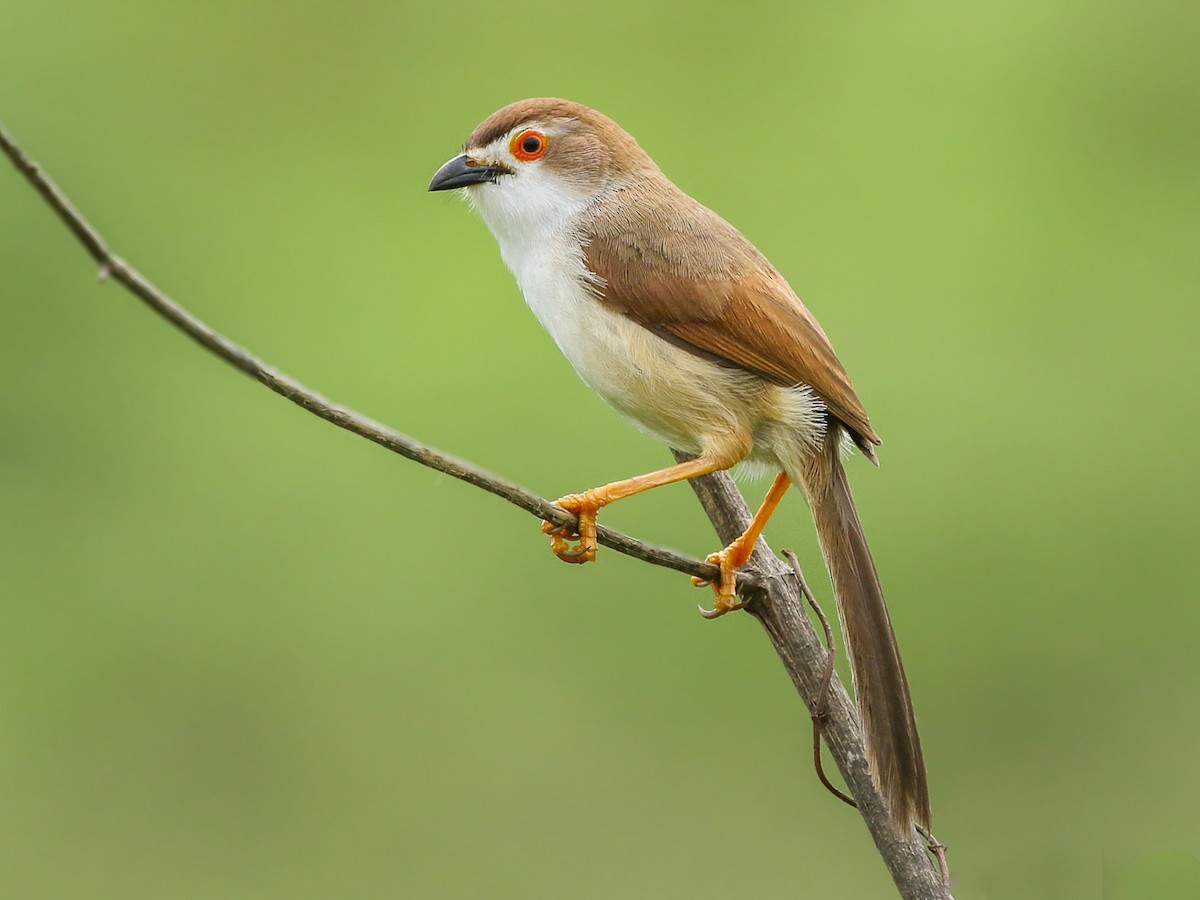 Yellow-eyed Babbler - Chrysomma sinense - Birds of the World