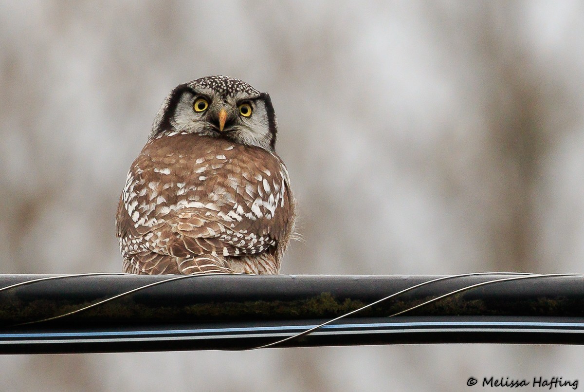 Northern Hawk Owl - ML407475911