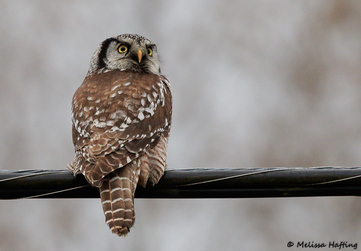 Northern Hawk Owl - ML407475971