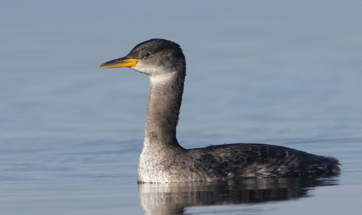 Red-necked Grebe - ML407478191