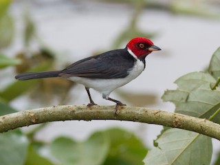  - Red-capped Cardinal