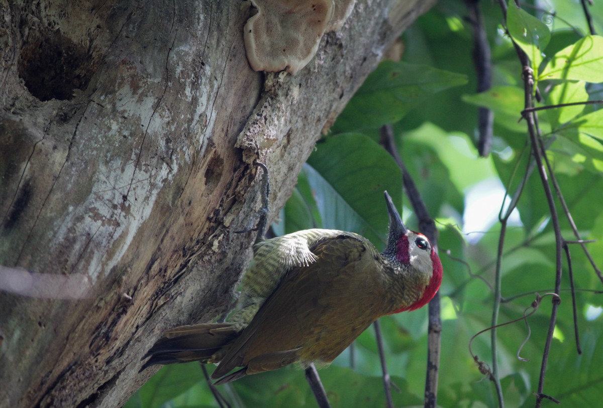 Golden-olive Woodpecker - Ian Davies