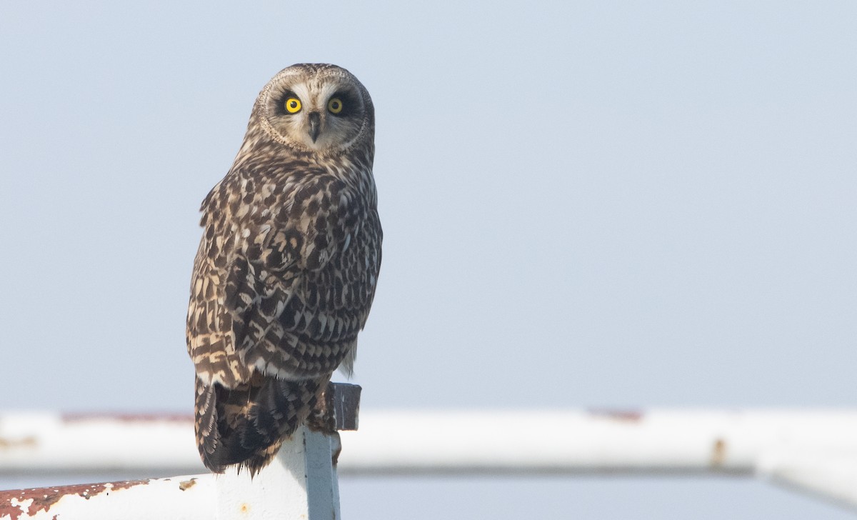 Short-eared Owl - ML407480701