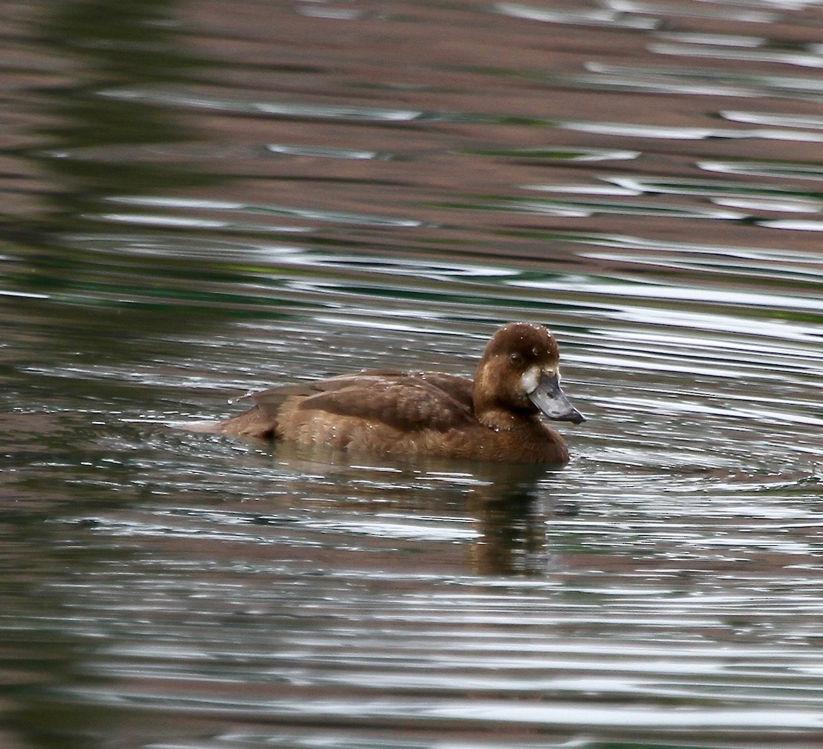 Greater Scaup - ML40748401