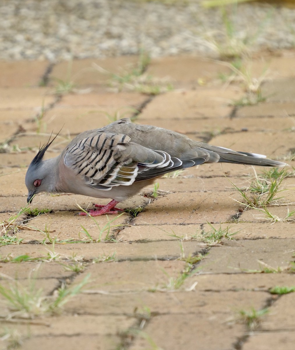 Crested Pigeon - ML407484021