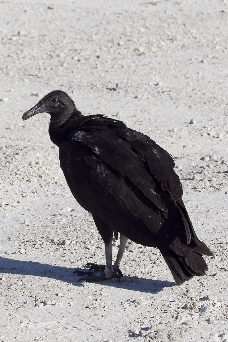 Black Vulture - ML407485401