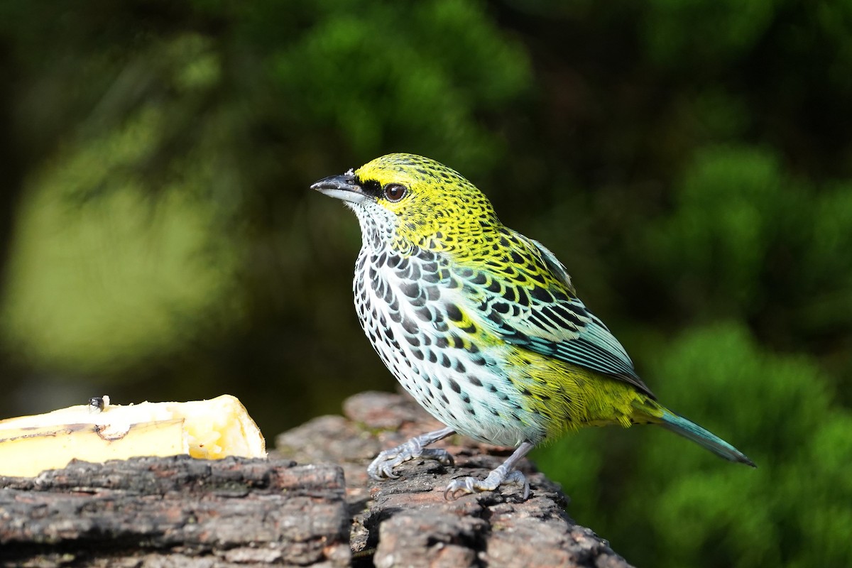 Speckled Tanager - ML407491521