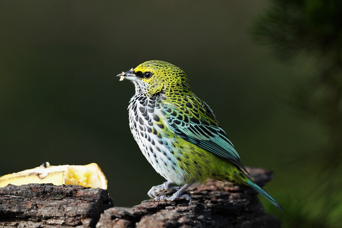 Speckled Tanager - ML407491531