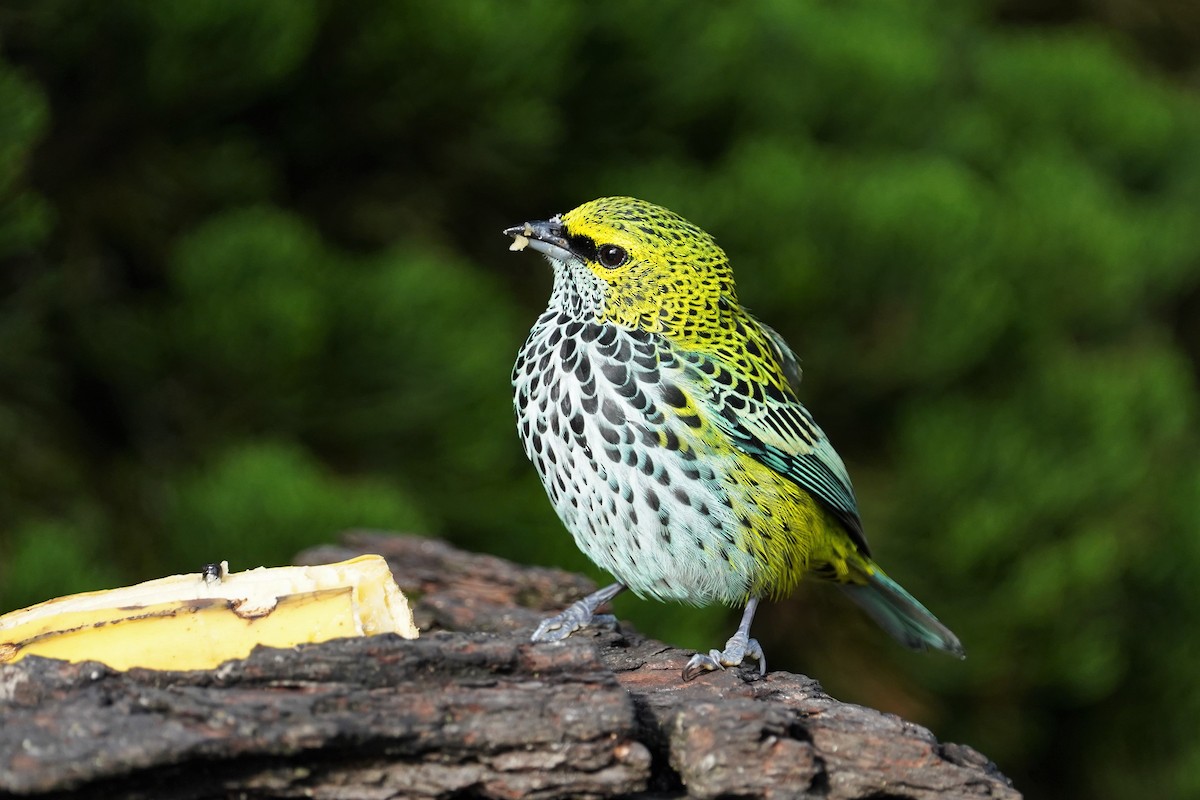 Speckled Tanager - ML407491541