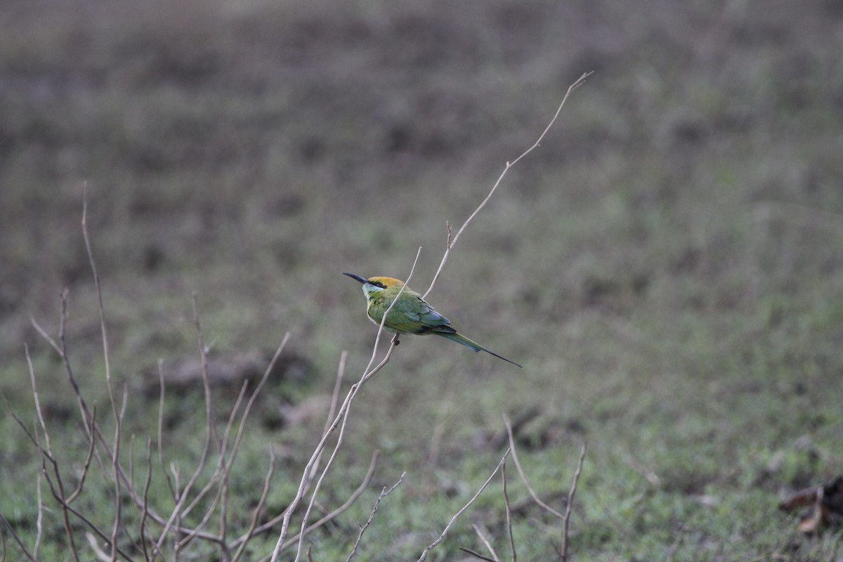 Asian Green Bee-eater - ML407491871