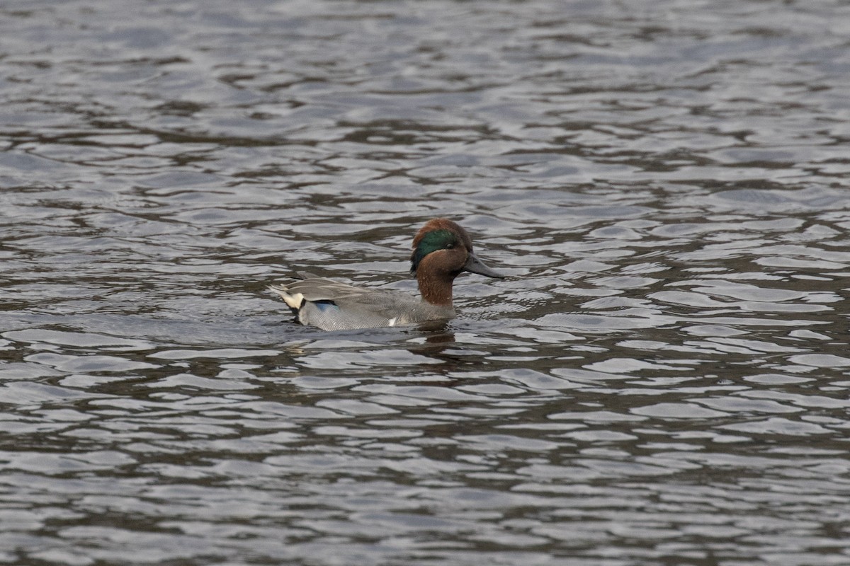 Green-winged Teal - ML40749961