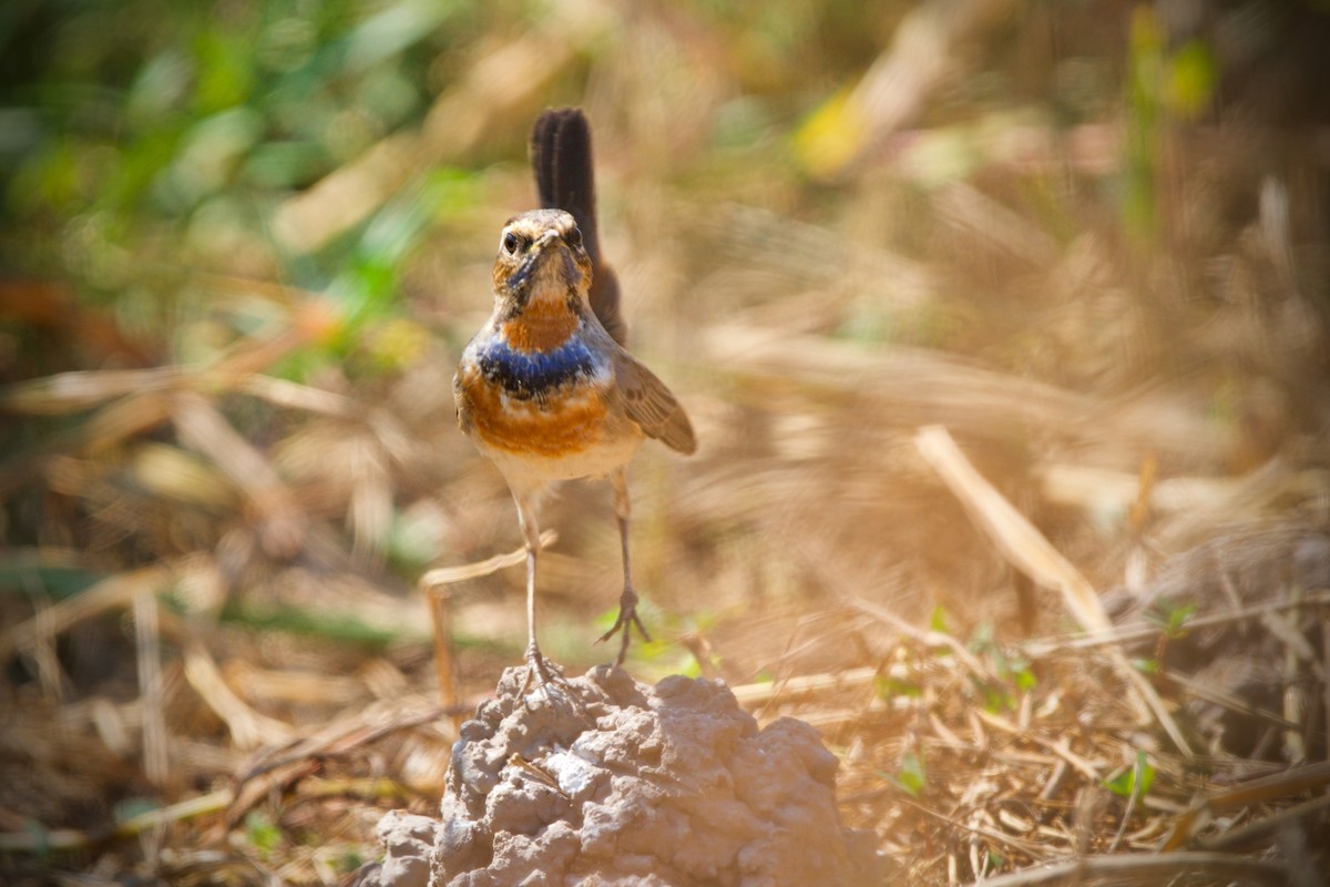 Bluethroat (Red-spotted) - Sam Hambly