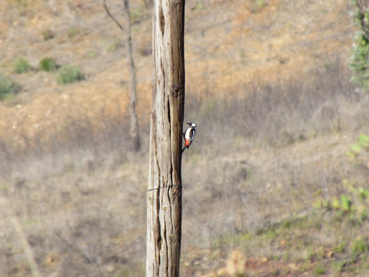 Great Spotted Woodpecker - ML407504181