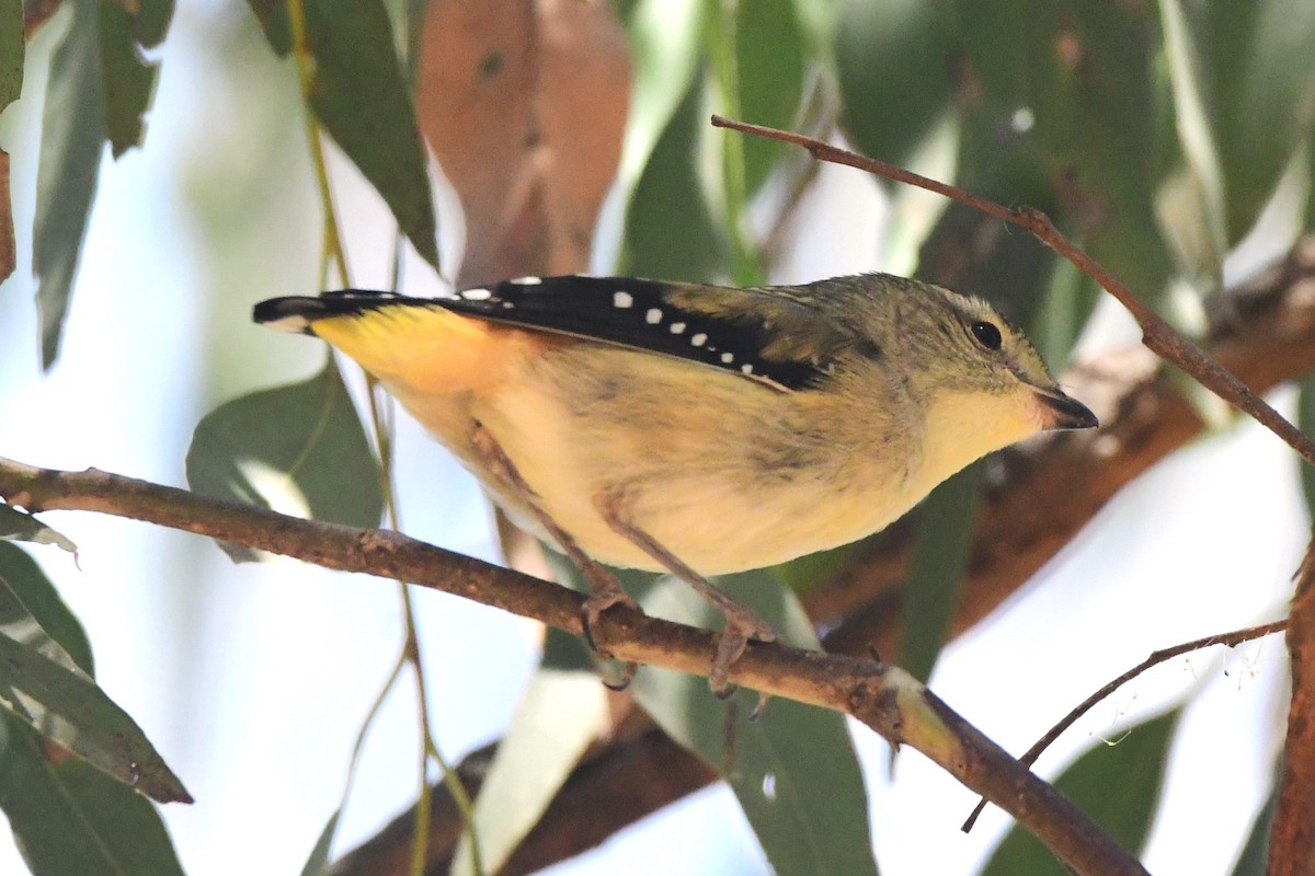 Spotted Pardalote (Spotted) - ML407507611