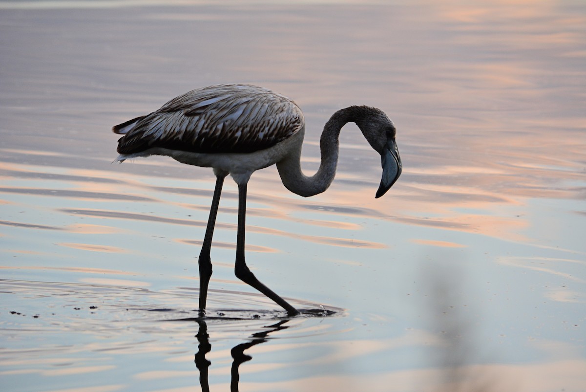 Greater Flamingo - Paulo Narciso