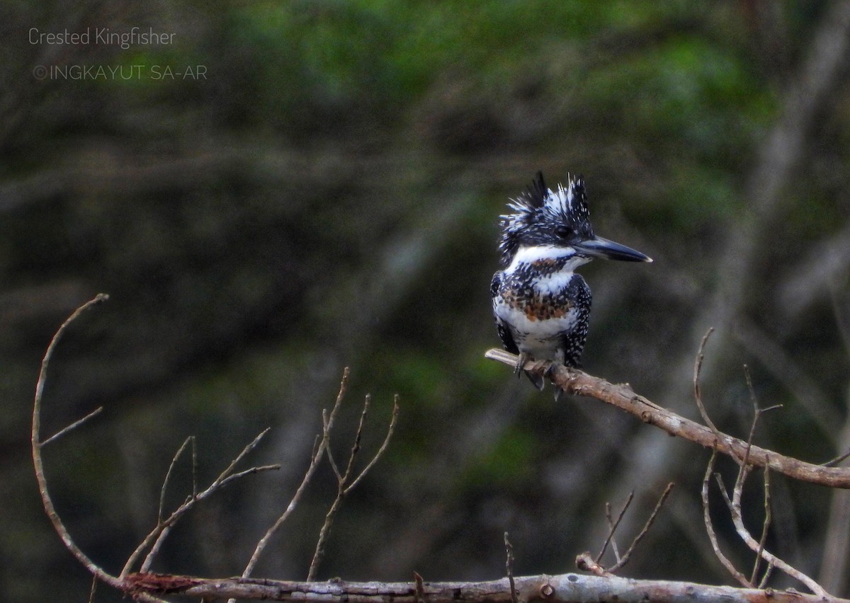 Crested Kingfisher - ML407513871