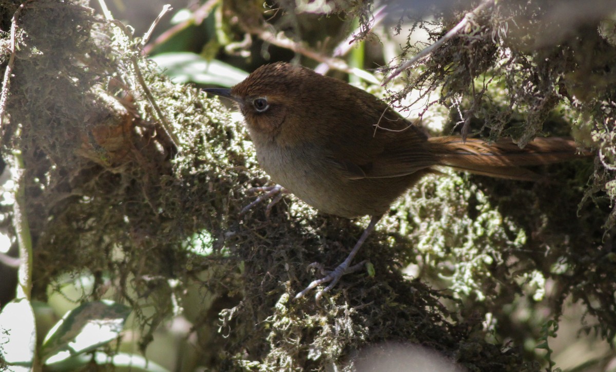 Black-throated Thistletail - ML40751651