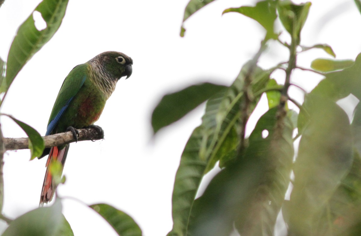 Green-cheeked Parakeet - Ian Davies