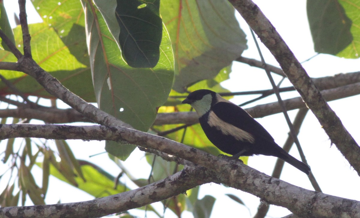 Green-throated Tanager - ML40752041