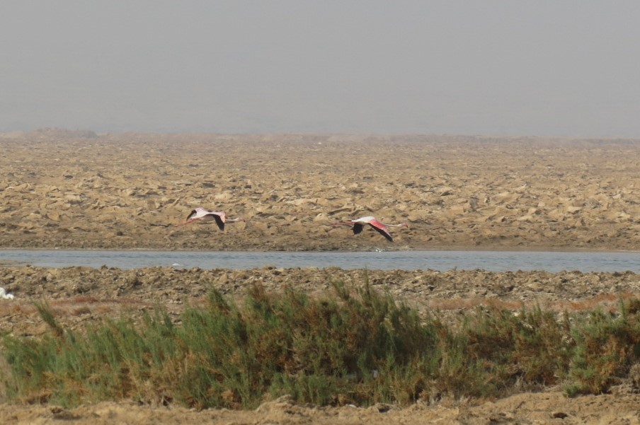 Greater Flamingo - ML407521361