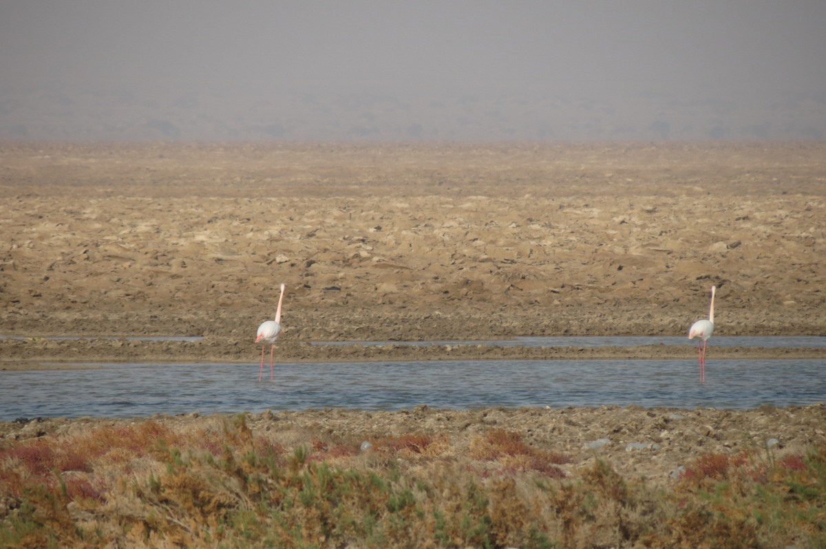Greater Flamingo - ML407521451
