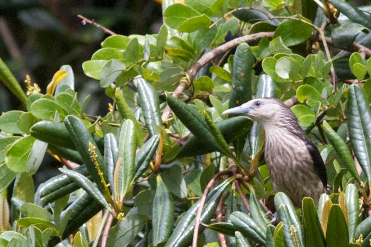 White-faced Starling - ML407522031