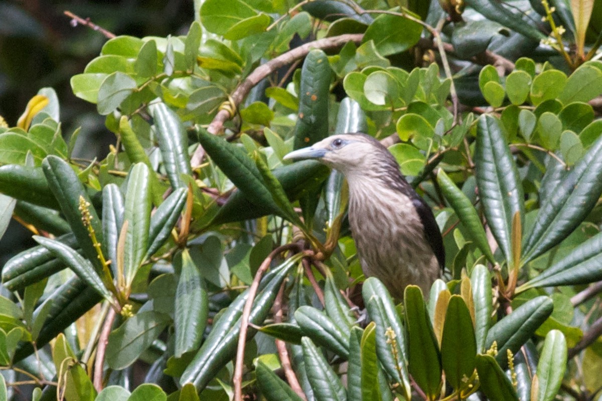White-faced Starling - ML407522061