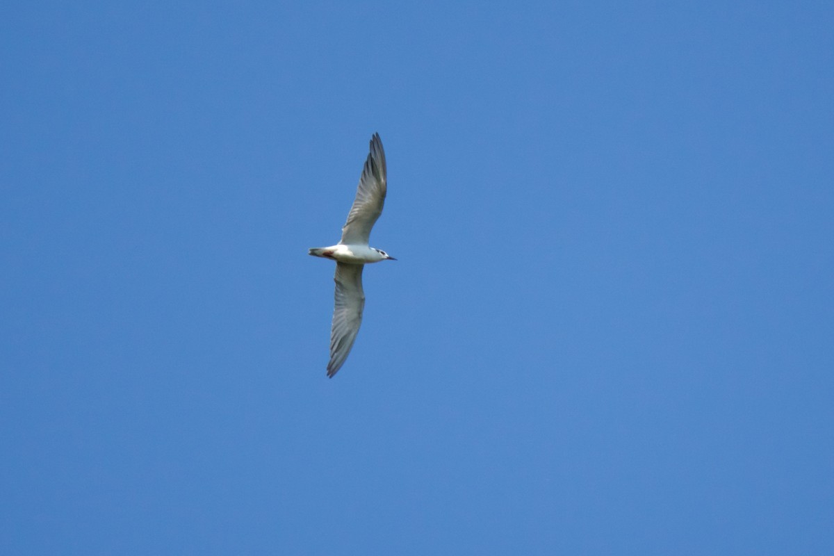 White-winged Tern - Sam Hambly