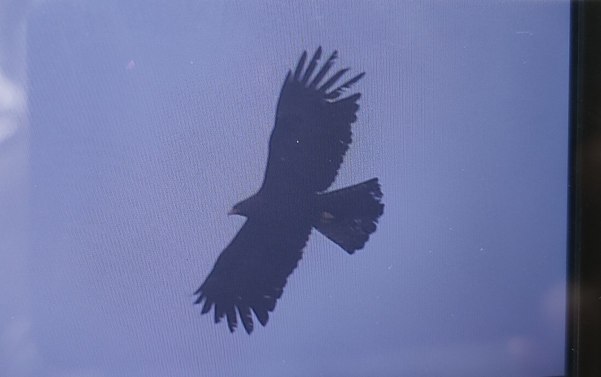 Black Eagle - VAibhAV Patil