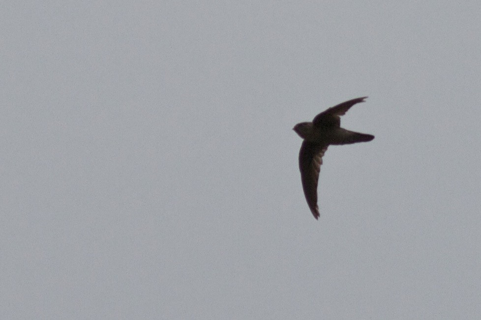 Indian Swiftlet - ML407525711