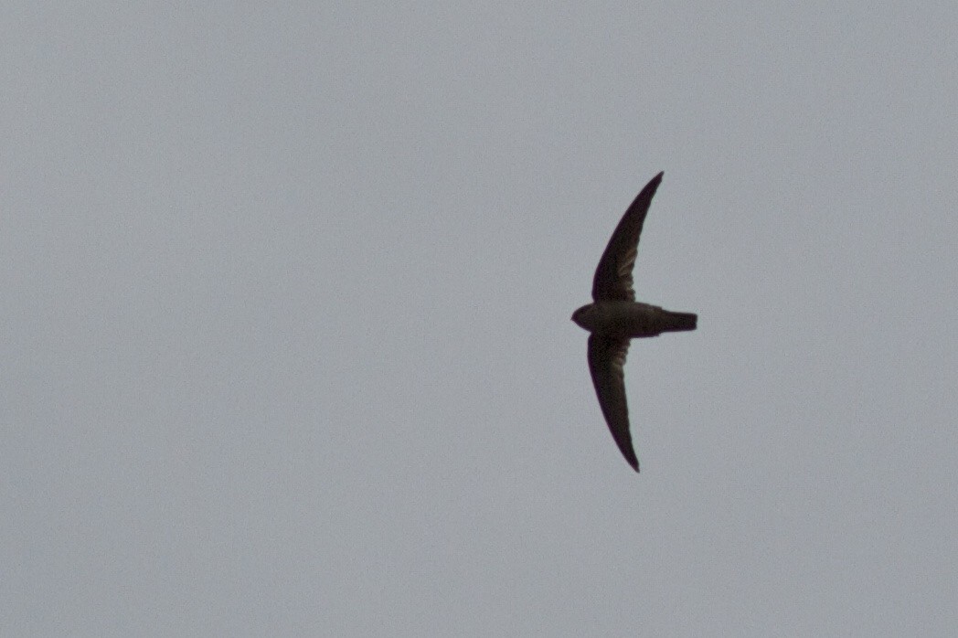 Indian Swiftlet - ML407525741