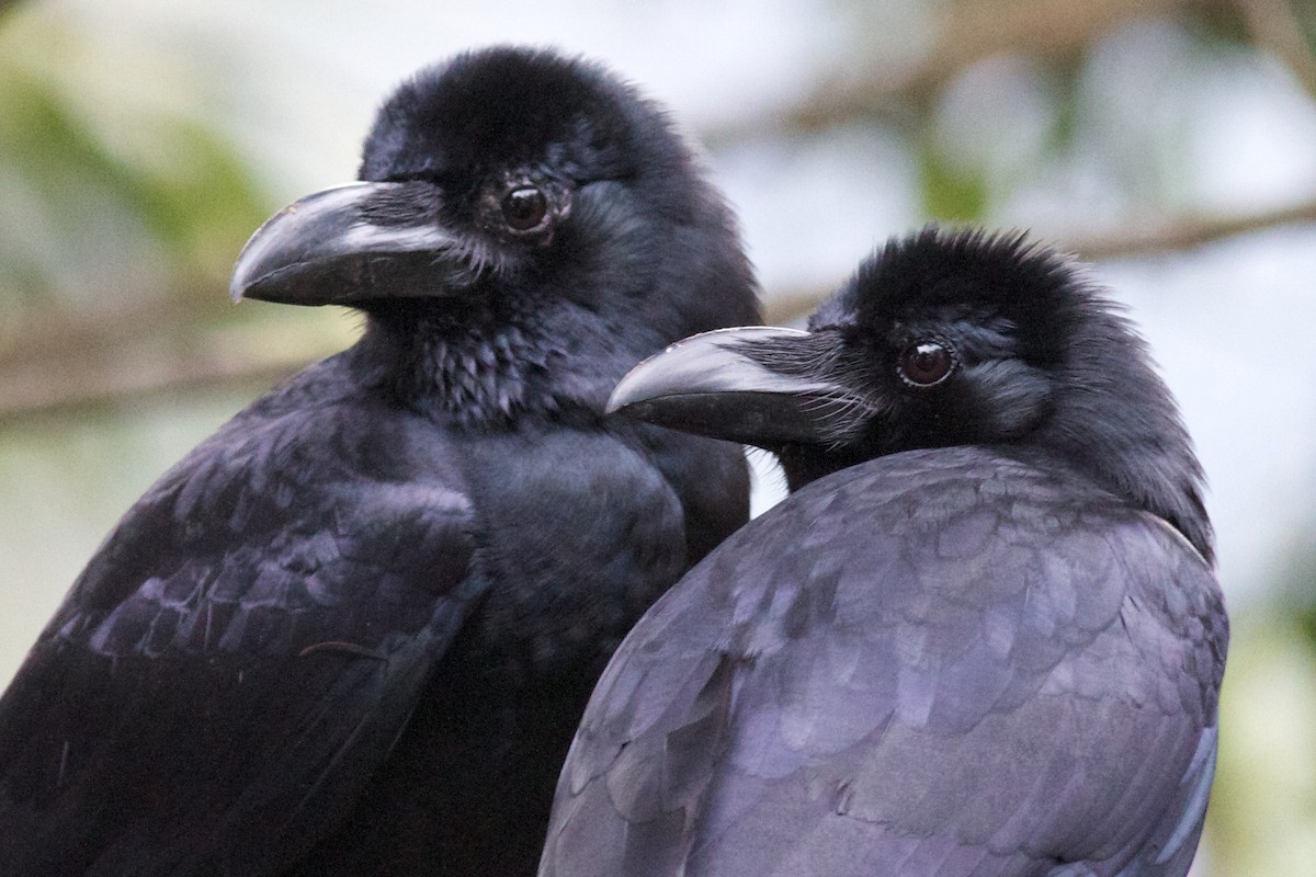 Large-billed Crow (Indian Jungle) - Robert Tizard