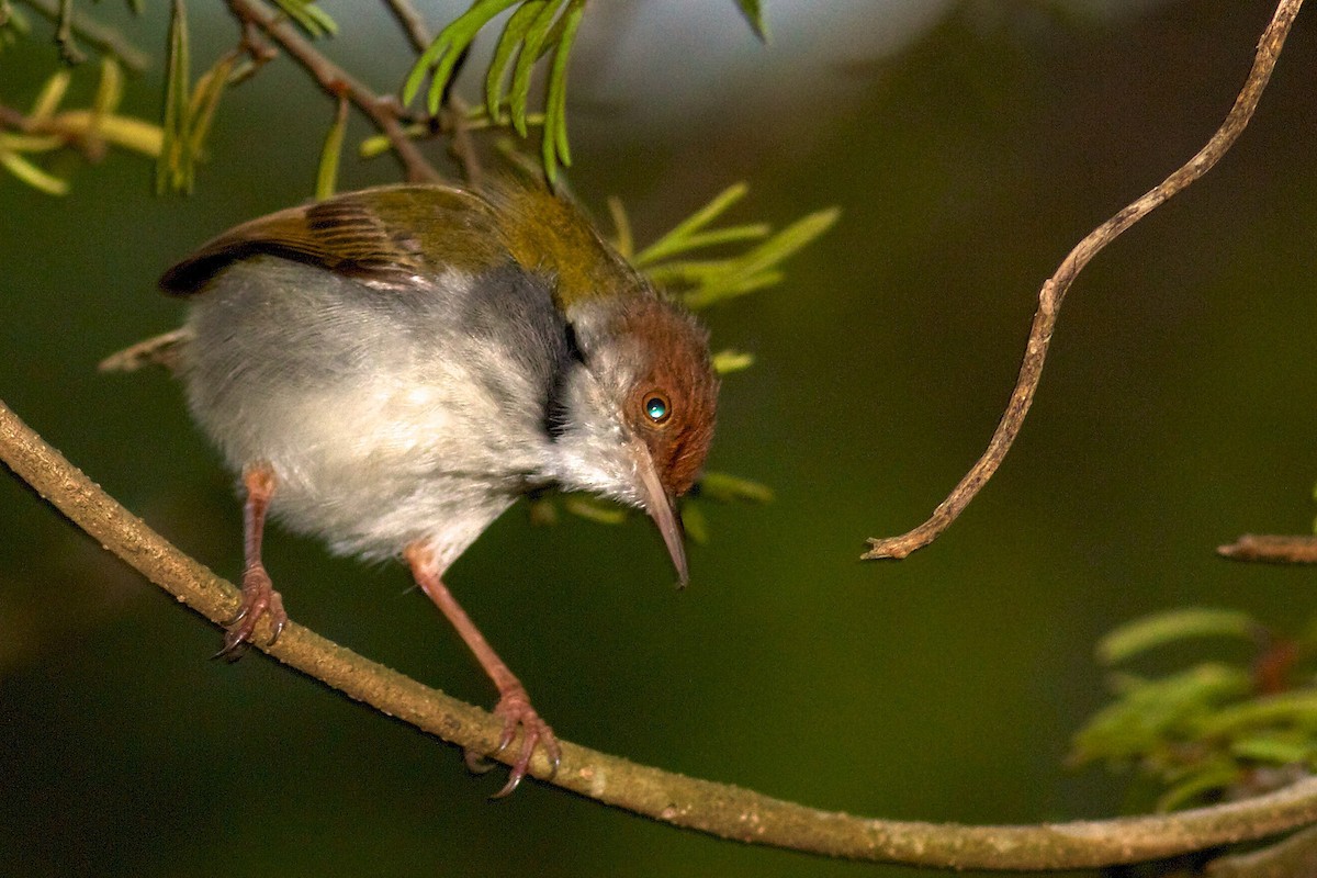 Common Tailorbird - Robert Tizard
