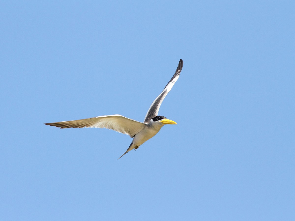 Large-billed Tern - William Price