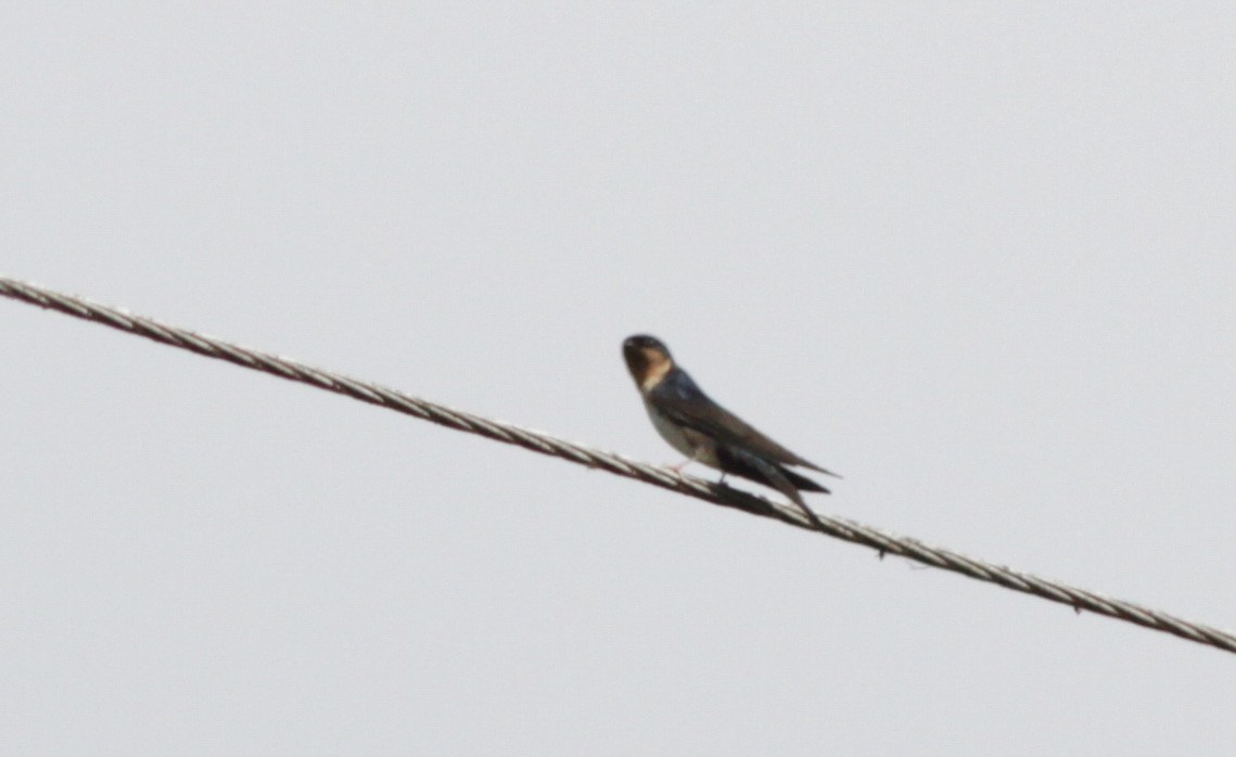 Pale-footed Swallow - Ian Davies