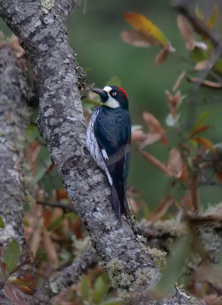 Acorn Woodpecker - Roger Horn