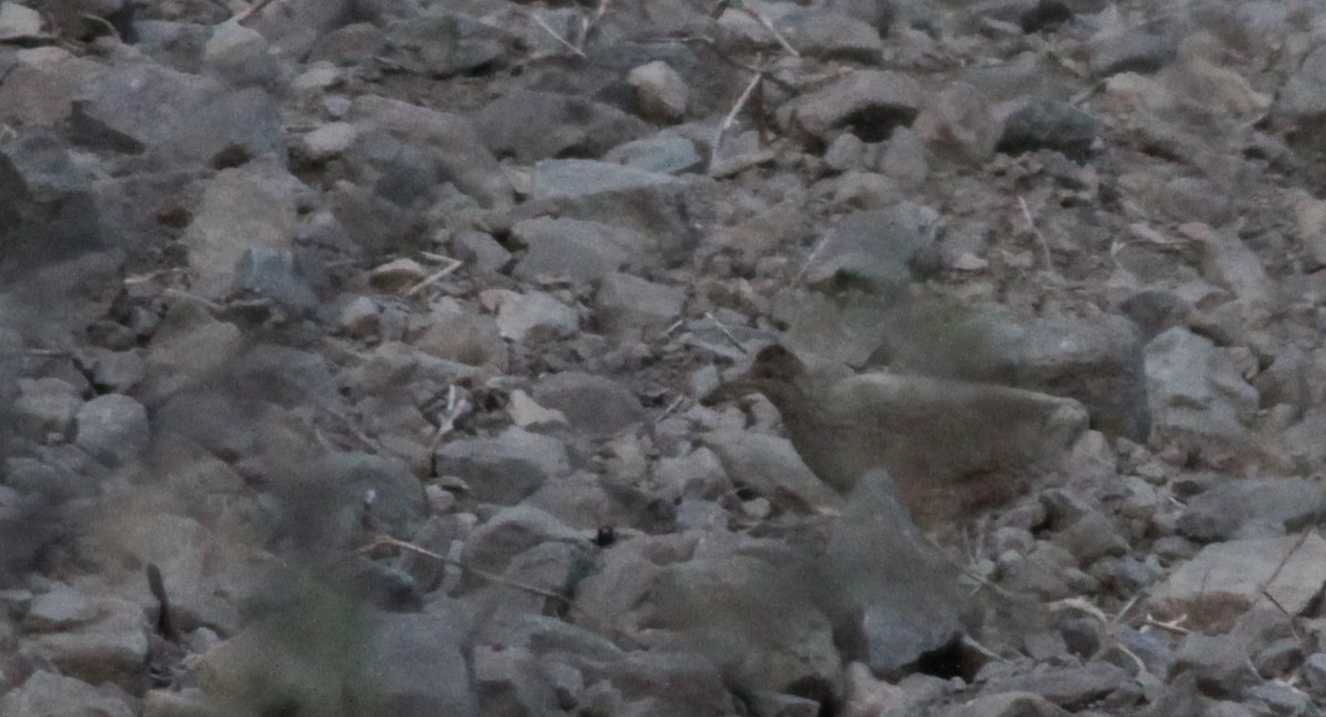 Andean Tinamou - ML40753121