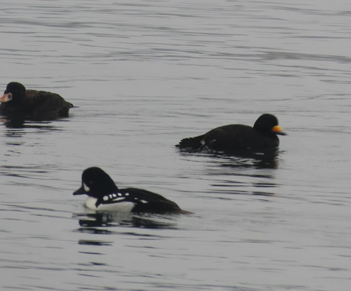 eBird Checklist - 18 Jan 2022 - Vancouver--English Bay Beach - 23 species