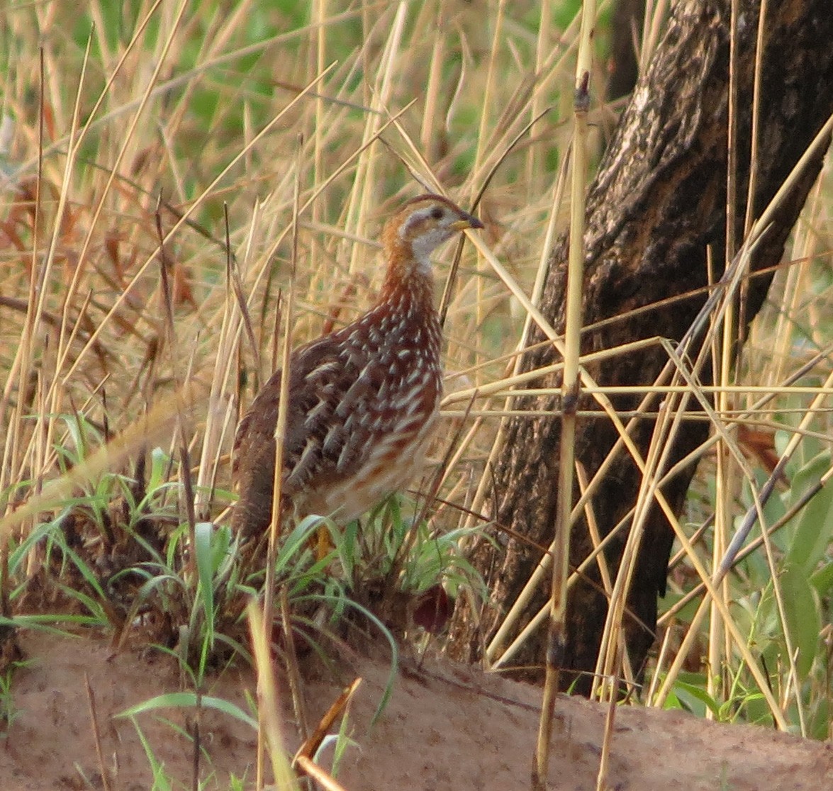 White-throated Francolin - ML40753851