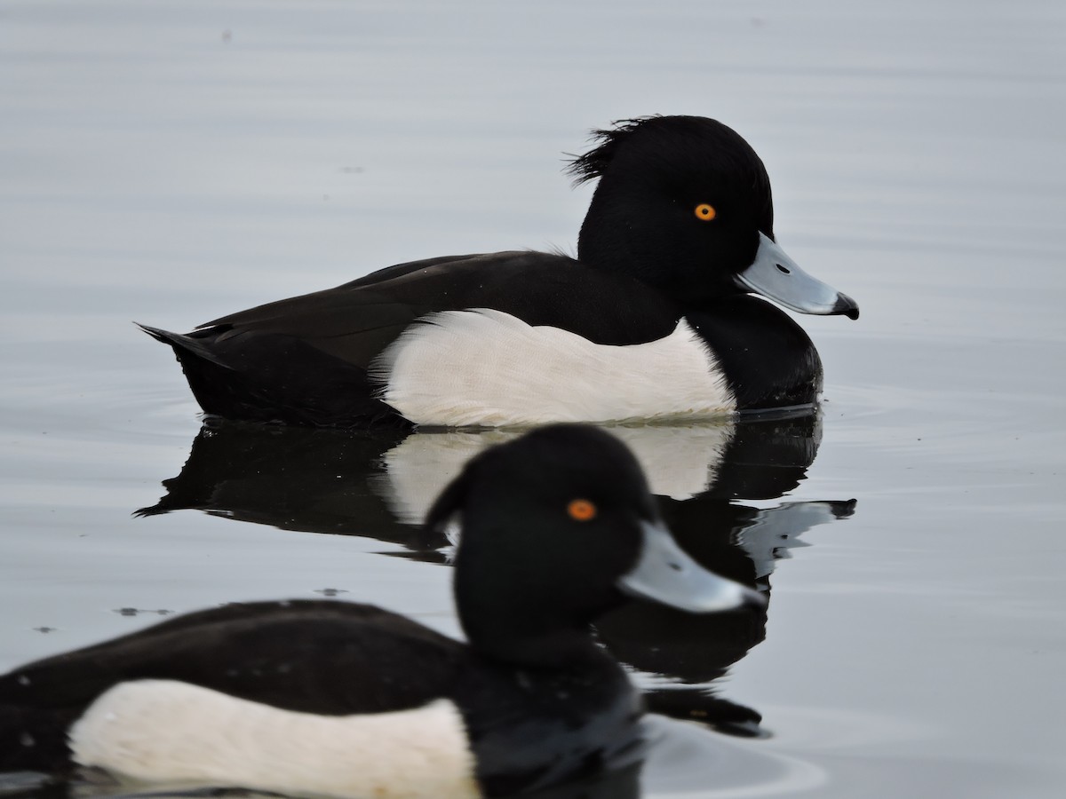 Tufted Duck - ML407542861