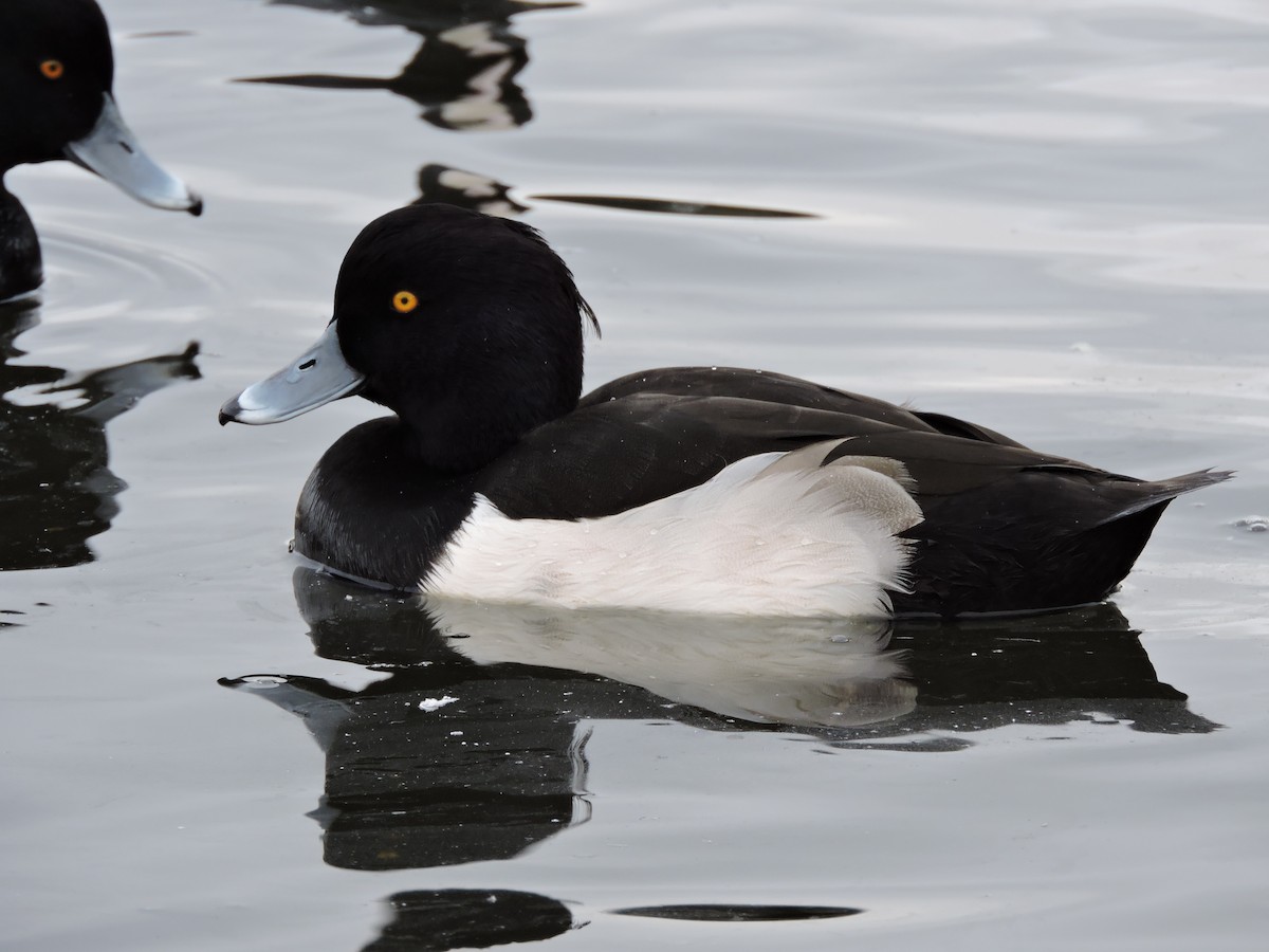 Tufted Duck - ML407542871