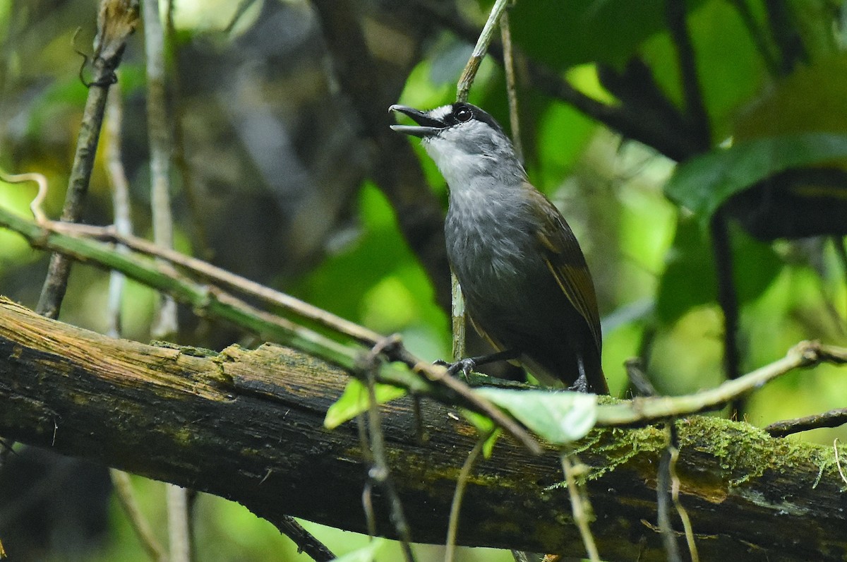 Black-browed Babbler - Leonardus Adi Saktyari