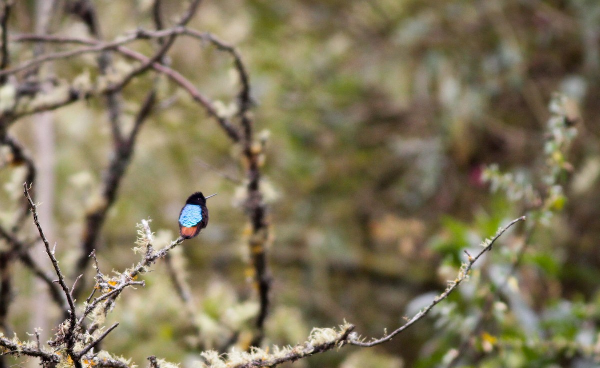 kolibřík černokápý - ML40754521