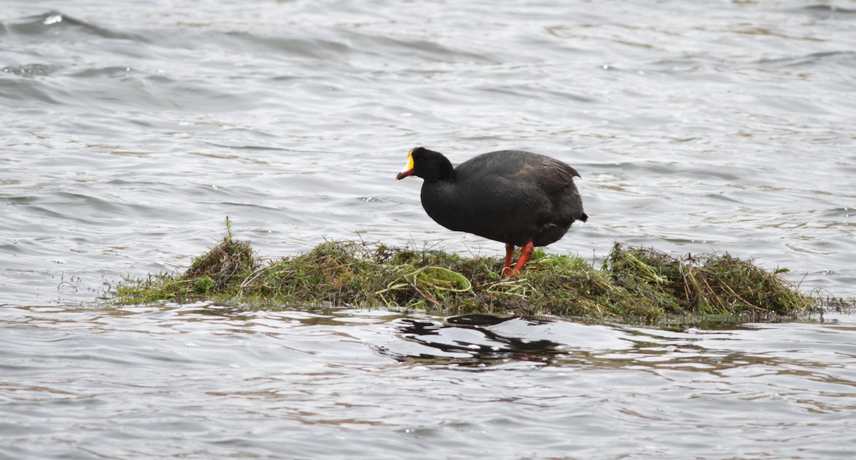 Giant Coot - ML40754641