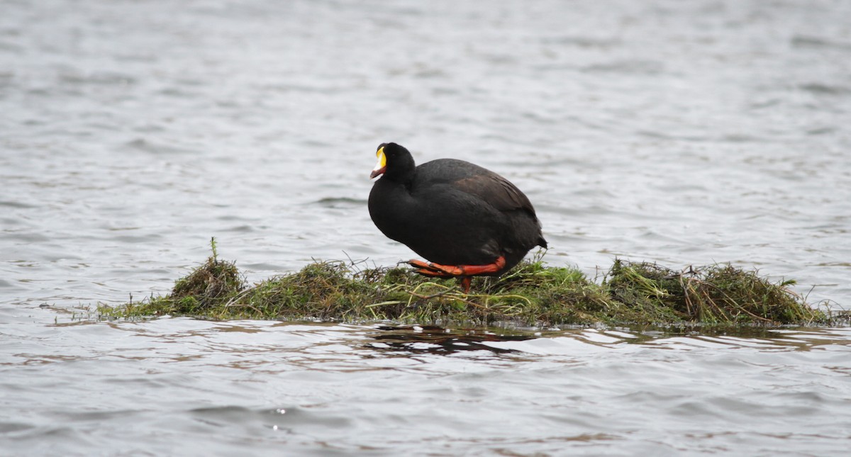 Giant Coot - ML40754651