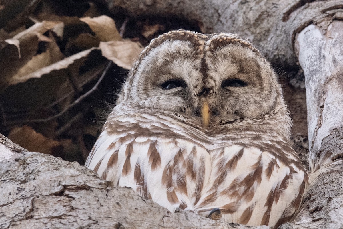 Barred Owl - ML407550131