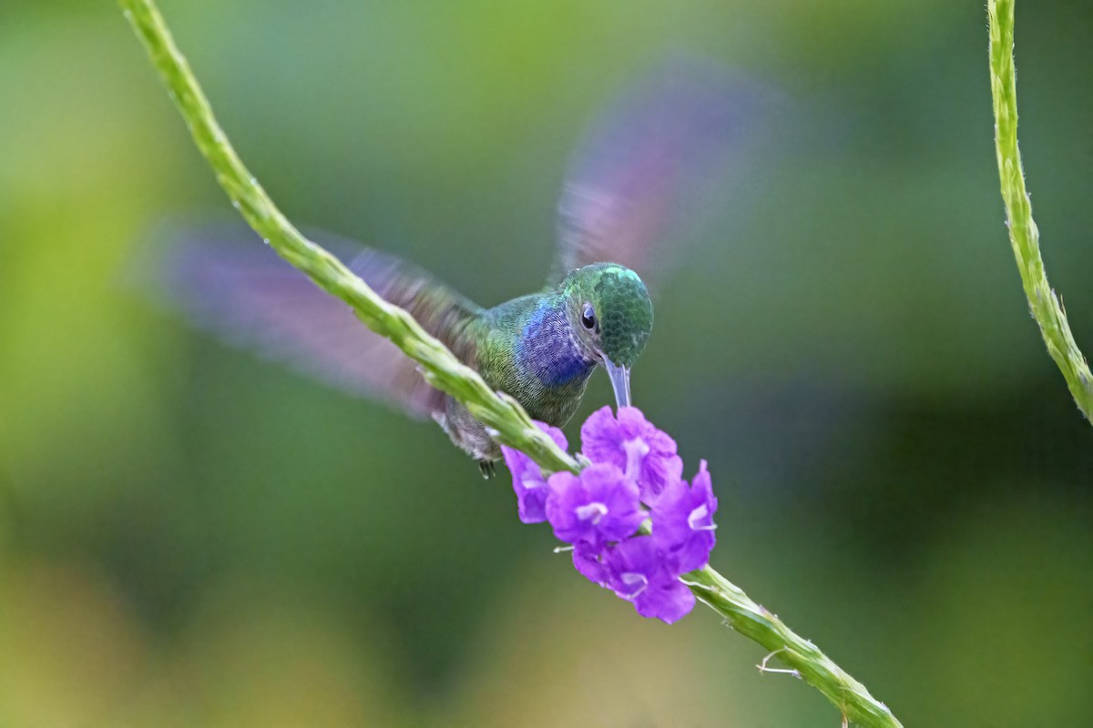 Charming Hummingbird - ML407551031