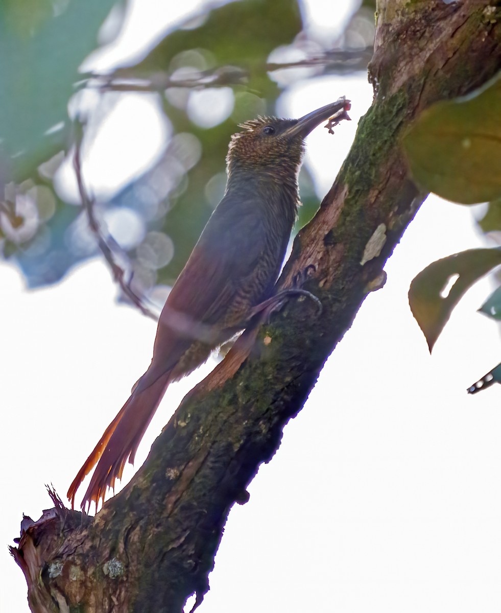 Northern Barred-Woodcreeper - Larry Master
