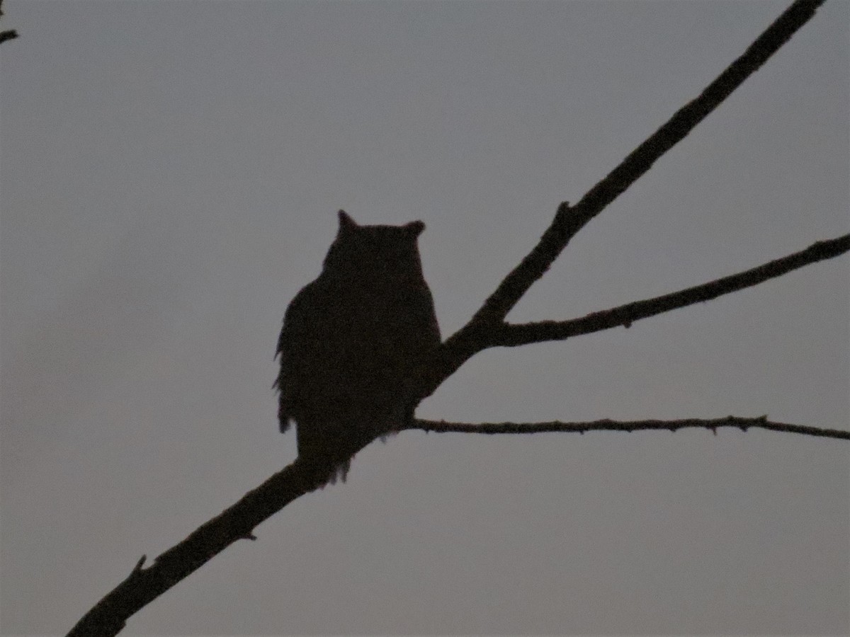 Great Horned Owl - ML407554391