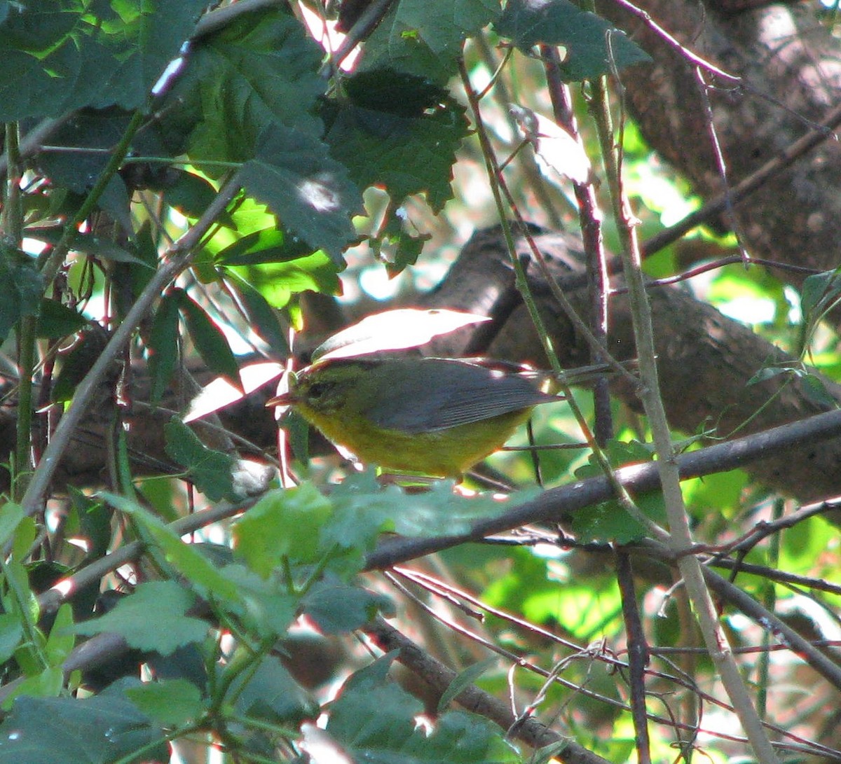 Golden-crowned Warbler - ML407556921